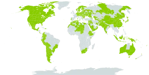 Medicago sativa world distribution map, present in Afghanistan, Albania, Argentina, Armenia, American Samoa, Australia, Austria, Azerbaijan, Belgium, Bonaire, Sint Eustatius and Saba, Bulgaria, Belarus, Bolivia (Plurinational State of), Brazil, Canada, Switzerland, Chile, China, Colombia, Costa Rica, Cyprus, Czech Republic, Germany, Djibouti, Denmark, Dominican Republic, Algeria, Ecuador, Egypt, Spain, Estonia, Ethiopia, Finland, Fiji, France, United Kingdom of Great Britain and Northern Ireland, Georgia, Ghana, Greece, Guatemala, Haiti, Hungary, Indonesia, India, Iran (Islamic Republic of), Iraq, Israel, Italy, Jordan, Japan, Kazakhstan, Kenya, Kyrgyzstan, Korea (Republic of), Lebanon, Libya, Liechtenstein, Sri Lanka, Lithuania, Luxembourg, Latvia, Morocco, Moldova (Republic of), Mexico, Mongolia, Northern Mariana Islands, Mauritius, Niger, Netherlands, Norway, Nepal, New Zealand, Oman, Pakistan, Peru, Papua New Guinea, Poland, Portugal, Qatar, Romania, Russian Federation, Saudi Arabia, Slovakia, Sweden, Syrian Arab Republic, Chad, Tajikistan, Turkmenistan, Tunisia, Taiwan, Province of China, Ukraine, United States of America, Uzbekistan, Yemen, and South Africa