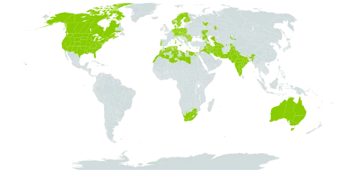 Medicago sativa subsp. sativa world distribution map, present in Albania, Armenia, Australia, Austria, Azerbaijan, Belgium, Bulgaria, Canada, Switzerland, Cyprus, Czech Republic, Germany, Denmark, Algeria, Egypt, Spain, Finland, France, United Kingdom of Great Britain and Northern Ireland, Georgia, Greece, Hungary, India, Iran (Islamic Republic of), Iraq, Italy, Jordan, Kazakhstan, Lebanon, Libya, Morocco, Mauritius, Netherlands, Norway, Pakistan, Poland, Portugal, Romania, Russian Federation, Slovakia, Sweden, Tajikistan, Turkmenistan, Tunisia, United States of America, Uzbekistan, and South Africa