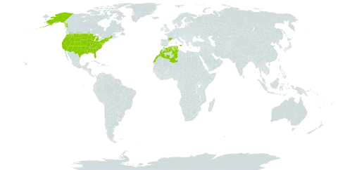 Medicago secundiflora world distribution map, present in Algeria, Spain, France, Italy, Morocco, Tunisia, and United States of America