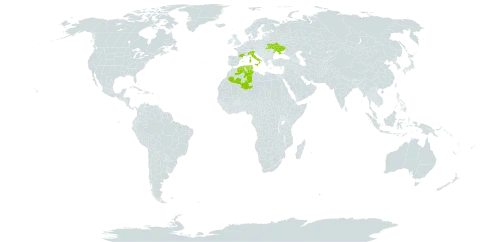 Medicago soleirolii world distribution map, present in Algeria, Spain, France, Italy, Tunisia, and Ukraine