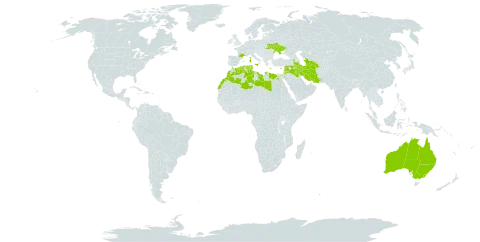 Medicago truncatula world distribution map, present in Armenia, Australia, Azerbaijan, Cyprus, Algeria, Egypt, Spain, France, Gibraltar, Greece, Iran (Islamic Republic of), Iraq, Israel, Italy, Jordan, Lebanon, Libya, Morocco, Malta, Portugal, Syrian Arab Republic, Turkmenistan, Tunisia, and Ukraine