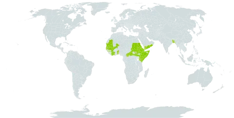 Megalochlamys violacea world distribution map, present in Benin, Burkina Faso, Bangladesh, Central African Republic, Côte d'Ivoire, Djibouti, Eritrea, Ethiopia, Guinea, Kenya, Mali, Mauritania, Malawi, Oman, Saudi Arabia, Sudan, Senegal, Somalia, South Sudan, Togo, and Yemen