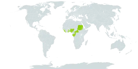 Megaphrynium macrostachyum world distribution map, present in Central African Republic, Congo, Cabo Verde, Gabon, Ghana, Guinea, Liberia, Nigeria, Sudan, Sierra Leone, Togo, and Uganda