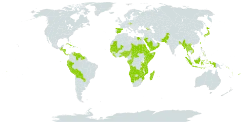 Megathyrsus world distribution map, present in Angola, Åland Islands, Andorra, Benin, Burkina Faso, Bangladesh, Bahamas, Belize, Bermuda, Bolivia (Plurinational State of), Botswana, Central African Republic, Congo, Cook Islands, Costa Rica, Cuba, Cayman Islands, Czech Republic, Djibouti, Dominica, Ecuador, Egypt, Eritrea, Spain, Ethiopia, Fiji, Gabon, Georgia, Ghana, Guinea, Gambia, Guinea-Bissau, Guatemala, Guyana, Honduras, Haiti, Indonesia, Jamaica, Japan, Kenya, Lao People's Democratic Republic, Liberia, Madagascar, Mali, Myanmar, Mozambique, Mauritania, Mauritius, Namibia, Norfolk Island, Nigeria, Nicaragua, Oman, Pakistan, Panama, Peru, Philippines, Palau, Puerto Rico, Paraguay, Réunion, Rwanda, Saudi Arabia, Sudan, Senegal, Solomon Islands, Sierra Leone, Somalia, Suriname, eSwatini, Seychelles, Chad, Togo, Thailand, Tonga, Taiwan, Province of China, Tanzania, United Republic of, Uganda, Venezuela (Bolivarian Republic of), Viet Nam, Vanuatu, Samoa, Yemen, Zambia, and Zimbabwe