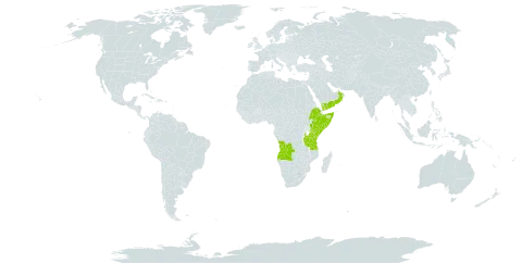 Meineckia phyllanthoides world distribution map, present in Angola, Ethiopia, Kenya, Oman, Somalia, Tanzania, United Republic of, Uganda, and Yemen