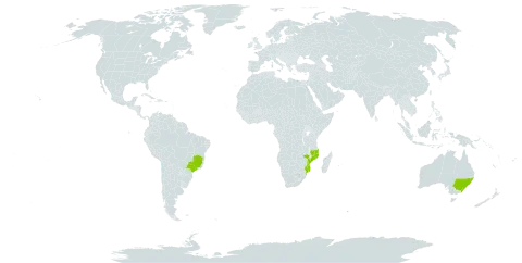 Melaleuca hypericifolia world distribution map, present in Australia, Brazil, and Mozambique