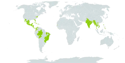 Melampodium divaricatum world distribution map, present in Belize, Bolivia (Plurinational State of), Brazil, Colombia, Costa Rica, Cuba, Dominican Republic, Guatemala, Honduras, India, Sri Lanka, Mexico, Myanmar, Mauritius, Nicaragua, Panama, Philippines, Puerto Rico, El Salvador, Seychelles, Thailand, United States of America, Venezuela (Bolivarian Republic of), and Viet Nam