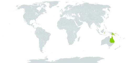 Melanococca tomentosa world distribution map, present in American Samoa, Australia, Fiji, Micronesia (Federated States of), Guam, Indonesia, Niue, Philippines, Palau, Papua New Guinea, Solomon Islands, Tonga, Vanuatu, Wallis and Futuna, and Samoa