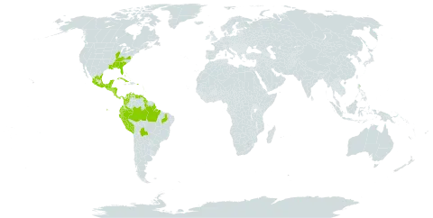 Melanthera nivea world distribution map, present in Antigua and Barbuda, Bahamas, Belize, Bolivia (Plurinational State of), Brazil, Barbados, Colombia, Costa Rica, Cuba, Cayman Islands, Dominica, Ecuador, Grenada, Guatemala, Guyana, Honduras, Jamaica, Saint Lucia, Mexico, Martinique, Nicaragua, Panama, Peru, Puerto Rico, El Salvador, Trinidad and Tobago, United States of America, Saint Vincent and the Grenadines, and Venezuela (Bolivarian Republic of)