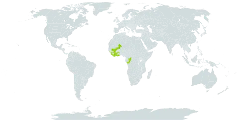 Melastomastrum afzelii world distribution map, present in Burkina Faso, Côte d'Ivoire, Congo, Ghana, Guinea, Liberia, Mali, and Sierra Leone