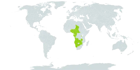 Melastomastrum segregatum world distribution map, present in Angola, Burundi, Benin, Botswana, Central African Republic, Cameroon, Congo, Gabon, Equatorial Guinea, Namibia, Nigeria, Rwanda, Chad, Uganda, Zambia, and Zimbabwe