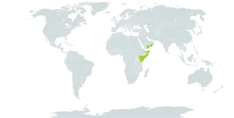 Melhania muricata world distribution map, present in Djibouti, Kenya, Oman, Saudi Arabia, Somalia, and Yemen