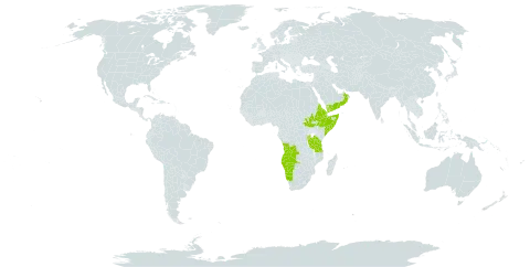 Melhania velutina world distribution map, present in Angola, Burundi, Djibouti, Eritrea, Ethiopia, Namibia, Oman, Rwanda, Saudi Arabia, Somalia, South Sudan, Tanzania, United Republic of, and Yemen