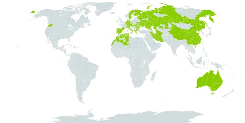 Melica ciliata world distribution map, present in Albania, Australia, Austria, Bulgaria, Switzerland, China, Czech Republic, Germany, Algeria, Spain, Finland, France, Greece, Hungary, Iran (Islamic Republic of), Italy, Kazakhstan, Morocco, Portugal, Romania, Russian Federation, Sweden, Turks and Caicos Islands, Turkmenistan, Tunisia, Ukraine, and United States of America