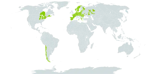 Melilotus altissimus world distribution map, present in Albania, Austria, Belgium, Canada, Switzerland, Chile, Czech Republic, Germany, Denmark, Spain, Estonia, France, United Kingdom of Great Britain and Northern Ireland, Greece, Hungary, Italy, Liechtenstein, Lithuania, Luxembourg, Latvia, Moldova (Republic of), Netherlands, Norway, Poland, Romania, Russian Federation, Slovakia, Sweden, Ukraine, and United States of America