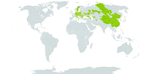 Melilotus dentatus world distribution map, present in Armenia, Austria, Azerbaijan, Bulgaria, China, Czech Republic, Germany, Denmark, Estonia, Hungary, Italy, Kazakhstan, Kyrgyzstan, Liechtenstein, Lithuania, Moldova (Republic of), Mongolia, Poland, Romania, Russian Federation, Slovakia, Sweden, Tajikistan, Turkmenistan, Ukraine, and Uzbekistan