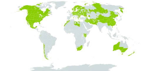 Melilotus officinalis world distribution map, present in Afghanistan, Albania, Armenia, Australia, Austria, Azerbaijan, Belgium, Bulgaria, Belarus, Canada, Switzerland, Chile, China, Czech Republic, Germany, Denmark, Ecuador, Spain, Estonia, Finland, France, United Kingdom of Great Britain and Northern Ireland, Georgia, Ghana, Greece, Hungary, India, Iran (Islamic Republic of), Iraq, Italy, Kazakhstan, Kenya, Kyrgyzstan, Lebanon, Libya, Liechtenstein, Lithuania, Luxembourg, Latvia, Morocco, Moldova (Republic of), Mexico, Netherlands, Norway, New Zealand, Pakistan, Poland, Romania, Russian Federation, Slovakia, Sweden, Tajikistan, Turkmenistan, Taiwan, Province of China, Ukraine, United States of America, Uzbekistan, and South Africa