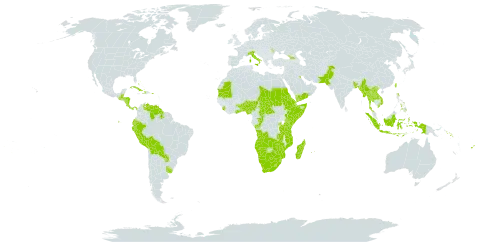 Melinis repens subsp. repens world distribution map, present in Aruba, Angola, Åland Islands, Benin, Burkina Faso, Bangladesh, Bahamas, Belize, Bolivia (Plurinational State of), Botswana, Central African Republic, Congo, Cook Islands, Costa Rica, Cuba, Cayman Islands, Djibouti, Dominica, Ecuador, Eritrea, Ethiopia, Fiji, Georgia, Ghana, Guatemala, Guyana, Honduras, Haiti, Indonesia, Italy, Kenya, Kuwait, Lao People's Democratic Republic, Lesotho, Moldova (Republic of), Madagascar, Myanmar, Mozambique, Mauritania, Mauritius, Namibia, Norfolk Island, Nigeria, Nicaragua, Nauru, Pakistan, Panama, Peru, Philippines, Puerto Rico, Paraguay, Réunion, Rwanda, Sudan, Solomon Islands, Sierra Leone, Somalia, eSwatini, Seychelles, Chad, Togo, Thailand, Tonga, Taiwan, Province of China, Tanzania, United Republic of, Uganda, Uruguay, Venezuela (Bolivarian Republic of), Viet Nam, Wallis and Futuna, Yemen, South Africa, Zambia, and Zimbabwe