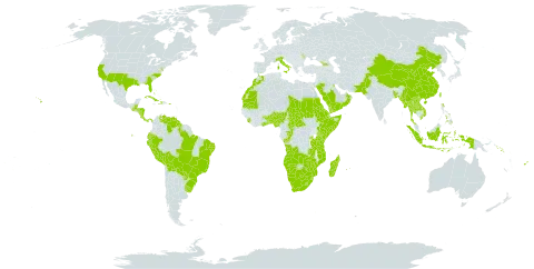 Melinis repens world distribution map, present in Aruba, Angola, Åland Islands, Benin, Burkina Faso, Bangladesh, Bahamas, Belize, Bolivia (Plurinational State of), Brazil, Botswana, Central African Republic, China, Congo, Cook Islands, Costa Rica, Cuba, Cayman Islands, Djibouti, Dominica, Ecuador, Eritrea, Ethiopia, Fiji, Georgia, Ghana, Guatemala, Guyana, Honduras, Haiti, Indonesia, Italy, Kenya, Kuwait, Lao People's Democratic Republic, Lesotho, Morocco, Moldova (Republic of), Madagascar, Myanmar, Mozambique, Mauritania, Mauritius, Namibia, Norfolk Island, Nigeria, Nicaragua, Nauru, Oman, Pakistan, Panama, Peru, Philippines, Puerto Rico, Paraguay, Réunion, Rwanda, Saudi Arabia, Sudan, Solomon Islands, Sierra Leone, Somalia, eSwatini, Seychelles, Chad, Togo, Thailand, Tonga, Taiwan, Province of China, Tanzania, United Republic of, Uganda, Uruguay, United States of America, Venezuela (Bolivarian Republic of), Viet Nam, Wallis and Futuna, Yemen, South Africa, Zambia, and Zimbabwe