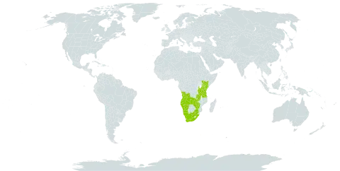 Melinis subglabra world distribution map, present in Angola, Kenya, Namibia, Tanzania, United Republic of, South Africa, Zambia, and Zimbabwe