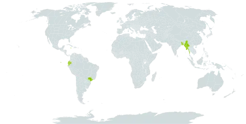 Melocanna baccifera world distribution map, present in Bangladesh, Brazil, Ecuador, Jamaica, Myanmar, and Nepal