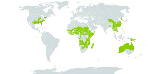 Melochia corchorifolia world distribution map, present in Angola, Australia, Benin, Burkina Faso, Bangladesh, Botswana, Central African Republic, China, Côte d'Ivoire, Congo, Comoros, Ethiopia, Fiji, Micronesia (Federated States of), Ghana, Guinea, Gambia, Guinea-Bissau, Guam, Indonesia, India, Japan, Kenya, Cambodia, Lao People's Democratic Republic, Liberia, Sri Lanka, Madagascar, Mali, Myanmar, Mozambique, Mauritius, Malawi, Niger, Nigeria, Nepal, Panama, Philippines, Papua New Guinea, Korea (Democratic People's Republic of), Réunion, Sudan, Senegal, Singapore, Sierra Leone, Somalia, South Sudan, Sao Tome and Principe, Chad, Togo, Thailand, Taiwan, Province of China, Tanzania, United Republic of, United States of America, Viet Nam, Zambia, and Zimbabwe