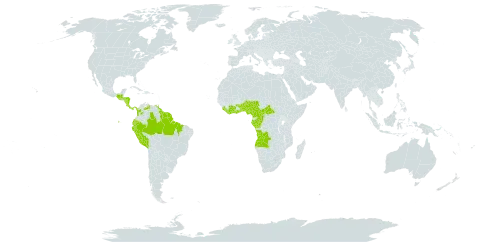 Melothria sphaerocarpa world distribution map, present in Angola, Benin, Brazil, Central African Republic, Côte d'Ivoire, Cameroon, Congo, Colombia, Costa Rica, Ecuador, Gabon, Ghana, Equatorial Guinea, Guatemala, French Guiana, Guyana, Honduras, Liberia, Mexico, Nigeria, Nicaragua, Panama, Peru, Sierra Leone, Suriname, Togo, Trinidad and Tobago, Uganda, and Venezuela (Bolivarian Republic of)