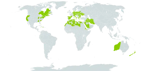 Mercurialis annua world distribution map, present in Åland Islands, Albania, Australia, Austria, Bulgaria, Bahamas, Belarus, Bermuda, Canada, Switzerland, Cyprus, Czech Republic, Germany, Denmark, Algeria, Egypt, Eritrea, Spain, France, Greece, Haiti, Hungary, Ireland, Iran (Islamic Republic of), Iraq, Italy, Jamaica, Libya, Morocco, Netherlands, New Zealand, Palau, Poland, Romania, Saudi Arabia, Singapore, Turks and Caicos Islands, Tunisia, Ukraine, and United States of America