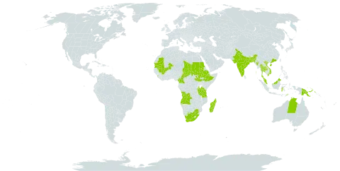 Merremia emarginata world distribution map, present in Angola, Australia, Burundi, Burkina Faso, Bangladesh, China, Cameroon, Ethiopia, Indonesia, India, Sri Lanka, Madagascar, Mali, Myanmar, Mauritania, Malaysia, Nepal, Philippines, Papua New Guinea, Sudan, South Sudan, Chad, Thailand, Timor-Leste, Tanzania, United Republic of, Viet Nam, and South Africa