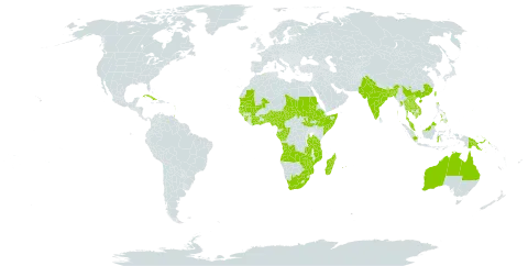 Merremia hederacea world distribution map, present in Angola, Australia, Benin, Burkina Faso, Bangladesh, China, Côte d'Ivoire, Cameroon, Congo, Cuba, Algeria, Ethiopia, Micronesia (Federated States of), Gabon, Ghana, Guinea, Guadeloupe, Gambia, Guinea-Bissau, Guam, Indonesia, India, Cambodia, Lao People's Democratic Republic, Sri Lanka, Madagascar, Mali, Myanmar, Mozambique, Mauritania, Martinique, Mauritius, Malaysia, Nigeria, Nepal, Pakistan, Philippines, Papua New Guinea, Puerto Rico, Réunion, Sudan, Senegal, Singapore, Sierra Leone, Somalia, South Sudan, Chad, Togo, Thailand, Trinidad and Tobago, Taiwan, Province of China, Tanzania, United Republic of, Virgin Islands (U.S.), Viet Nam, South Africa, Zambia, and Zimbabwe