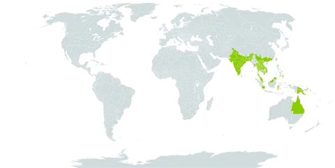 Merremia hirta world distribution map, present in Australia, Bangladesh, China, Indonesia, India, Cambodia, Lao People's Democratic Republic, Myanmar, Malaysia, Philippines, Papua New Guinea, Singapore, Thailand, Taiwan, Province of China, and Viet Nam