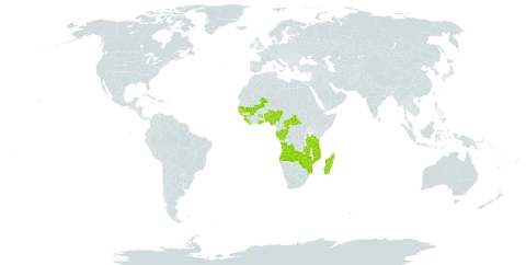 Mesanthemum world distribution map, present in Angola, Benin, Central African Republic, Congo, Gabon, Ghana, Guinea, Guinea-Bissau, Liberia, Madagascar, Mali, Mozambique, Nigeria, Senegal, Sierra Leone, Tanzania, United Republic of, Uganda, Zambia, and Zimbabwe