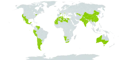 Mesembryanthemum crystallinum world distribution map, present in Argentina, Australia, Chile, China, Cyprus, Algeria, Ecuador, Egypt, Spain, France, Gibraltar, Greece, Croatia, India, Israel, Italy, Libya, Sri Lanka, Morocco, Mexico, Malta, Mauritania, Namibia, Pakistan, Peru, Portugal, Saint Helena, Ascension and Tristan da Cunha, Tunisia, United States of America, Uzbekistan, Venezuela (Bolivarian Republic of), and South Africa