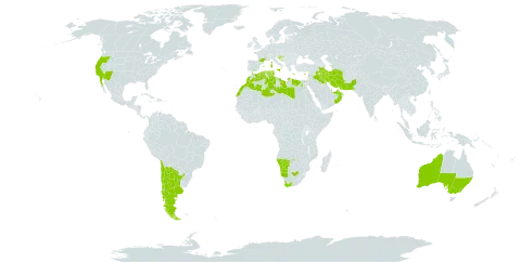 Mesembryanthemum nodiflorum world distribution map, present in United Arab Emirates, Argentina, Australia, Bahrain, Chile, Cyprus, Algeria, Egypt, Spain, France, Gibraltar, Greece, Croatia, Iran (Islamic Republic of), Iraq, Israel, Italy, Kuwait, Lebanon, Libya, Sri Lanka, Morocco, Mexico, Malta, Namibia, Oman, Pakistan, Portugal, Qatar, Saudi Arabia, Tunisia, United States of America, and South Africa