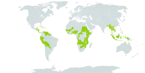 Mesosphaerum world distribution map, present in Aruba, Angola, Andorra, Benin, Burkina Faso, Bangladesh, Bahamas, Belize, Bolivia (Plurinational State of), Botswana, Central African Republic, Congo, Cook Islands, Costa Rica, Cuba, Cayman Islands, Dominica, Ecuador, Eritrea, Ethiopia, Fiji, Ghana, Guinea, Gambia, Guinea-Bissau, Guatemala, Guyana, Honduras, Haiti, Indonesia, Jamaica, Kenya, Lao People's Democratic Republic, Liberia, Moldova (Republic of), Mali, Myanmar, Mozambique, Nigeria, Nicaragua, Panama, Peru, Philippines, Puerto Rico, Paraguay, Rwanda, Sudan, Senegal, Sierra Leone, Suriname, Togo, Thailand, Taiwan, Province of China, Tanzania, United Republic of, Uganda, Venezuela (Bolivarian Republic of), Viet Nam, Zambia, and Zimbabwe