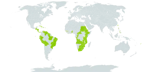 Mesosphaerum pectinatum world distribution map, present in Angola, Andorra, Benin, Burkina Faso, Bahamas, Belize, Bolivia (Plurinational State of), Brazil, Botswana, Central African Republic, Congo, Cook Islands, Costa Rica, Cuba, Cayman Islands, Dominica, Ecuador, Eritrea, Ethiopia, Fiji, Guinea, Guatemala, Guyana, Honduras, Haiti, Jamaica, Kenya, Mozambique, Nicaragua, Panama, Peru, Philippines, Puerto Rico, Rwanda, Sudan, Suriname, Togo, Taiwan, Province of China, Tanzania, United Republic of, Uganda, Venezuela (Bolivarian Republic of), South Africa, Zambia, and Zimbabwe