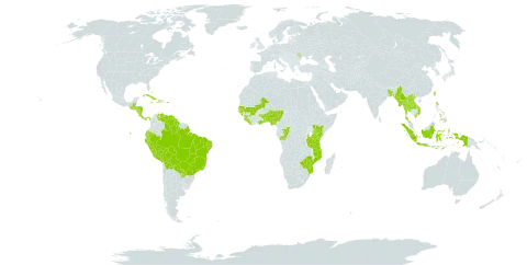 Mesosphaerum suaveolens world distribution map, present in Aruba, Andorra, Benin, Burkina Faso, Bangladesh, Bahamas, Belize, Bolivia (Plurinational State of), Brazil, Congo, Costa Rica, Cuba, Cayman Islands, Dominica, Ecuador, Ghana, Guinea, Gambia, Guinea-Bissau, Guatemala, Guyana, Honduras, Haiti, Indonesia, Jamaica, Kenya, Lao People's Democratic Republic, Liberia, Moldova (Republic of), Mali, Myanmar, Mozambique, Nigeria, Nicaragua, Panama, Peru, Philippines, Puerto Rico, Paraguay, Senegal, Sierra Leone, Togo, Thailand, Taiwan, Province of China, Tanzania, United Republic of, Uganda, Venezuela (Bolivarian Republic of), Viet Nam, and Zimbabwe