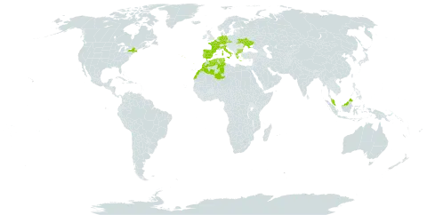 Mibora world distribution map, present in Bulgaria, Czech Republic, Germany, Algeria, Spain, France, Greece, Italy, Morocco, Malaysia, Netherlands, Portugal, Tunisia, Ukraine, and United States of America