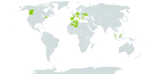 Mibora minima world distribution map, present in Bulgaria, Canada, Czech Republic, Germany, Algeria, Spain, France, Greece, Italy, Malaysia, Netherlands, Portugal, Tunisia, Ukraine, and United States of America