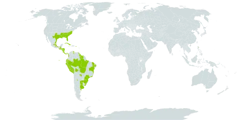 Micranthemum umbrosum world distribution map, present in Argentina, Bolivia (Plurinational State of), Brazil, Colombia, Costa Rica, Cuba, Dominica, Ecuador, Guadeloupe, Grenada, Guatemala, Guyana, Honduras, Saint Lucia, Mexico, Nicaragua, Panama, Peru, Puerto Rico, Paraguay, Suriname, Trinidad and Tobago, Uruguay, United States of America, and Venezuela (Bolivarian Republic of)