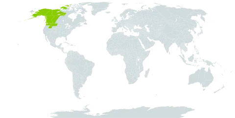 Micranthes lyallii world distribution map, present in Canada and United States of America