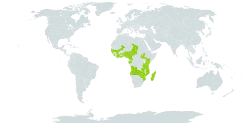 Micrargeria filiformis world distribution map, present in Angola, Benin, Burkina Faso, Côte d'Ivoire, Cameroon, Gabon, Ghana, Guinea, Guinea-Bissau, Kenya, Madagascar, Mali, Mozambique, Malawi, Nigeria, Senegal, Sierra Leone, South Sudan, Chad, Togo, Tanzania, United Republic of, Uganda, Zambia, and Zimbabwe