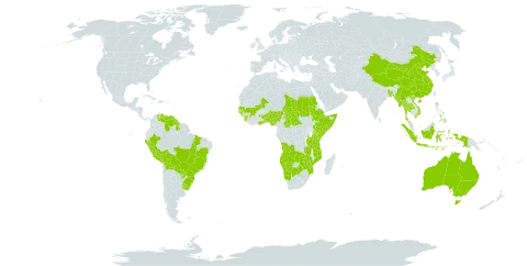 Microchloa indica world distribution map, present in Angola, Australia, Benin, Burkina Faso, Bangladesh, Bolivia (Plurinational State of), Brazil, Botswana, Central African Republic, China, Ethiopia, Ghana, Guinea, Guinea-Bissau, Guyana, Indonesia, Kenya, Mali, Myanmar, Mozambique, Namibia, Nigeria, Peru, Philippines, Paraguay, Sudan, Senegal, Sierra Leone, Somalia, Chad, Togo, Thailand, Tanzania, United Republic of, Uruguay, Venezuela (Bolivarian Republic of), Viet Nam, Zambia, and Zimbabwe