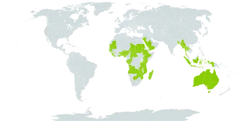 Micrococca world distribution map, present in Angola, Australia, Benin, Bangladesh, Botswana, Central African Republic, Congo, Comoros, Ethiopia, Gabon, Ghana, Guinea, Guinea-Bissau, Indonesia, Kenya, Liberia, Madagascar, Maldives, Myanmar, Mozambique, Mauritania, Nigeria, Saudi Arabia, Sudan, Senegal, Sierra Leone, Chad, Togo, Thailand, Tanzania, United Republic of, Uganda, Yemen, Zambia, and Zimbabwe