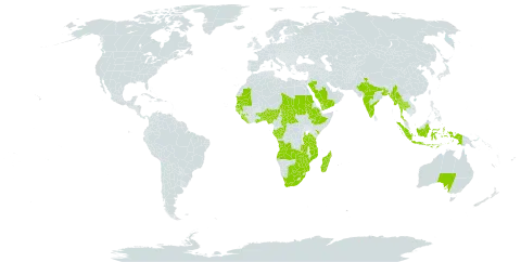 Micrococca mercurialis world distribution map, present in Angola, Australia, Benin, Bangladesh, Botswana, Central African Republic, Congo, Ethiopia, Gabon, Ghana, Guinea, Guinea-Bissau, Indonesia, India, Kenya, Liberia, Sri Lanka, Madagascar, Maldives, Myanmar, Mozambique, Mauritania, Nigeria, Saudi Arabia, Sudan, Senegal, Sierra Leone, Chad, Togo, Thailand, Tanzania, United Republic of, Uganda, Yemen, South Africa, Zambia, and Zimbabwe