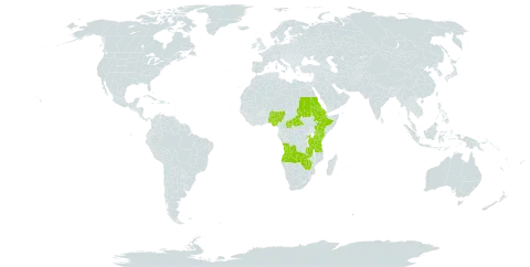 Microcoelia globulosa world distribution map, present in Angola, Burkina Faso, Central African Republic, Eritrea, Ethiopia, Kenya, Nigeria, Rwanda, Sudan, Tanzania, United Republic of, Uganda, Zambia, and Zimbabwe