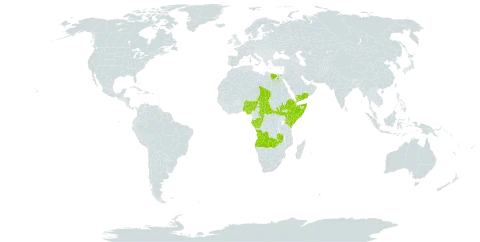 Microglossa pyrrhopappa world distribution map, present in Angola, Central African Republic, Congo, Djibouti, Egypt, Ethiopia, Gabon, Kenya, Libya, Nigeria, Saudi Arabia, Somalia, South Sudan, Chad, Tanzania, United Republic of, Yemen, and Zambia