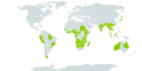 Microlepia speluncae world distribution map, present in Angola, Argentina, American Samoa, Australia, Burundi, Benin, Bangladesh, Bermuda, Bolivia (Plurinational State of), Brazil, Bhutan, Botswana, Central African Republic, China, Côte d'Ivoire, Cameroon, Congo, Cook Islands, Comoros, Cuba, Ecuador, Ethiopia, Micronesia (Federated States of), Gabon, Ghana, Guinea, Equatorial Guinea, French Guiana, Guam, Indonesia, India, Jamaica, Japan, Kenya, Cambodia, Lao People's Democratic Republic, Liberia, Sri Lanka, Madagascar, Myanmar, Northern Mariana Islands, Mozambique, Malawi, Malaysia, Namibia, Nigeria, Nepal, Peru, Philippines, Palau, Papua New Guinea, Paraguay, Réunion, Rwanda, Sudan, Senegal, Singapore, Solomon Islands, Sierra Leone, Sao Tome and Principe, eSwatini, Seychelles, Togo, Thailand, Tonga, Trinidad and Tobago, Taiwan, Province of China, Tanzania, United Republic of, Uganda, United States of America, Viet Nam, Vanuatu, Wallis and Futuna, Samoa, South Africa, Zambia, and Zimbabwe