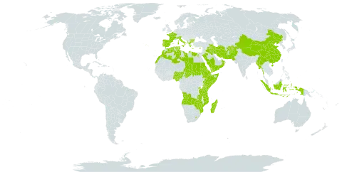 Micromeria world distribution map, present in Afghanistan, Angola, Albania, Burkina Faso, Bulgaria, China, Cyprus, Djibouti, Algeria, Egypt, Eritrea, Spain, Ethiopia, France, Greece, Indonesia, Iran (Islamic Republic of), Iraq, Italy, Kenya, Libya, Lesotho, Morocco, Madagascar, Myanmar, Mozambique, Nigeria, Oman, Pakistan, Palau, Portugal, Rwanda, Saudi Arabia, Sudan, Singapore, Somalia, Turks and Caicos Islands, Chad, Tunisia, Tanzania, United Republic of, Uganda, Yemen, Zambia, and Zimbabwe