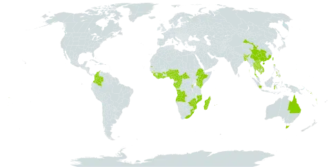 Microsorum punctatum world distribution map, present in Angola, Australia, Burundi, Benin, Bangladesh, Bhutan, Central African Republic, China, Côte d'Ivoire, Cameroon, Congo, Colombia, Comoros, Ethiopia, Micronesia (Federated States of), Gabon, Ghana, Guinea, Equatorial Guinea, Guam, Indonesia, India, Kenya, Cambodia, Lao People's Democratic Republic, Liberia, Sri Lanka, Madagascar, Myanmar, Northern Mariana Islands, Mozambique, Mauritius, Malawi, Mayotte, Nigeria, Nepal, Philippines, Palau, Papua New Guinea, Réunion, Rwanda, Singapore, Solomon Islands, Sierra Leone, Sao Tome and Principe, Seychelles, Thailand, Tonga, Taiwan, Province of China, Tanzania, United Republic of, Uganda, United States of America, Viet Nam, Vanuatu, Samoa, South Africa, and Zimbabwe